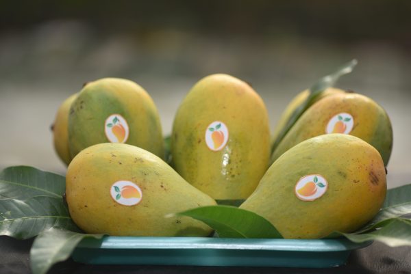 কাটিমন আম - Image 2