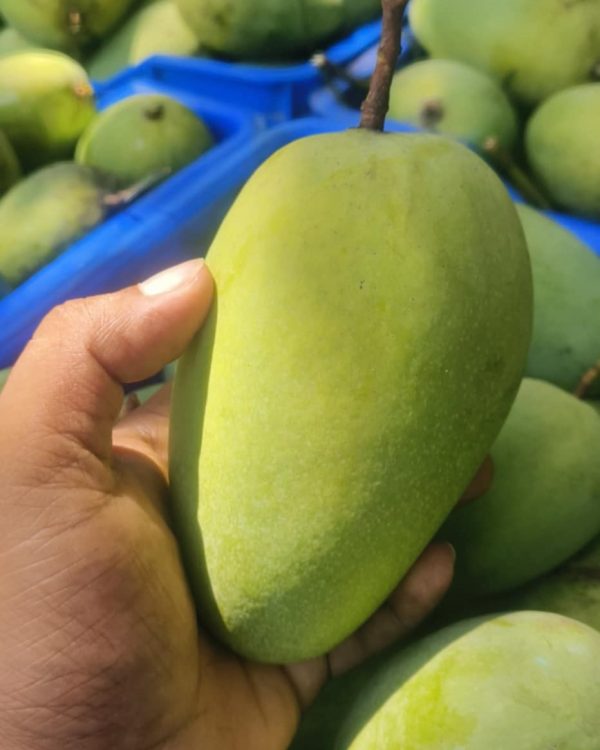 কাঁচা টক আম - Image 2
