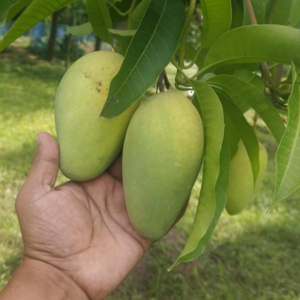 কাটিমন আম - Image 4
