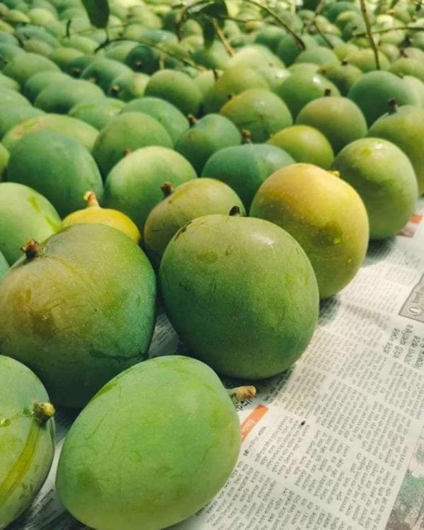 গোবিন্দভোগ আম - Image 3