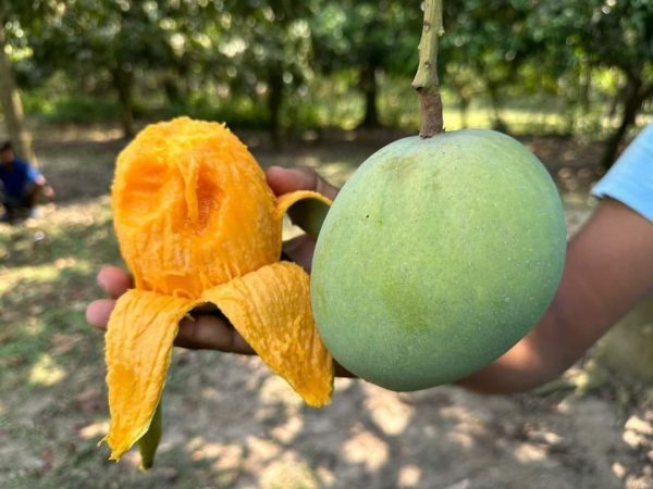গোবিন্দভোগ আম - Image 2