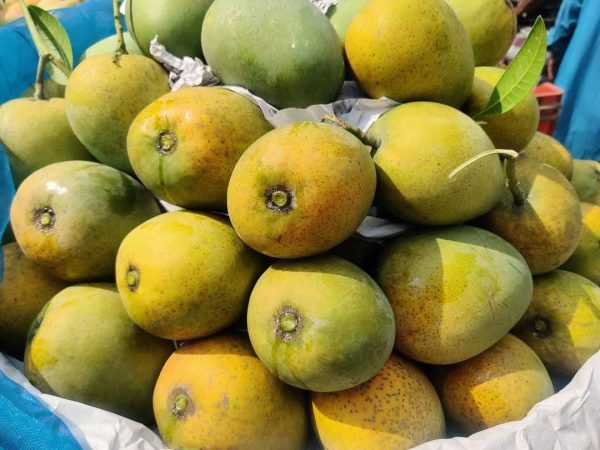 হিমসাগর আম - Image 4