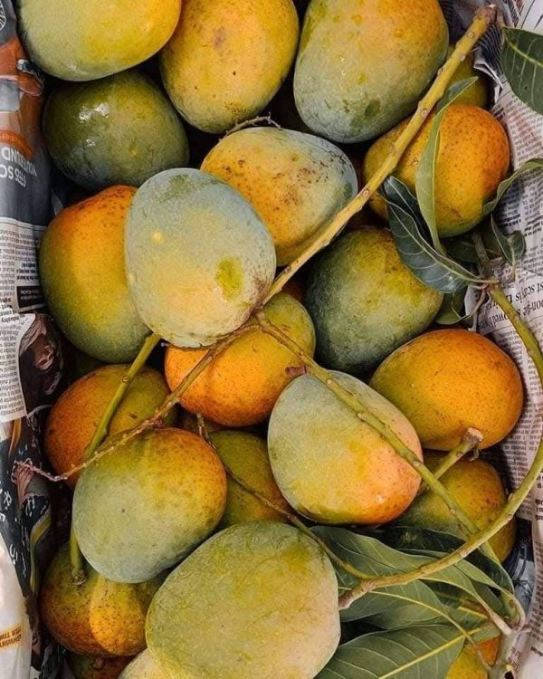 হিমসাগর আম - Image 5