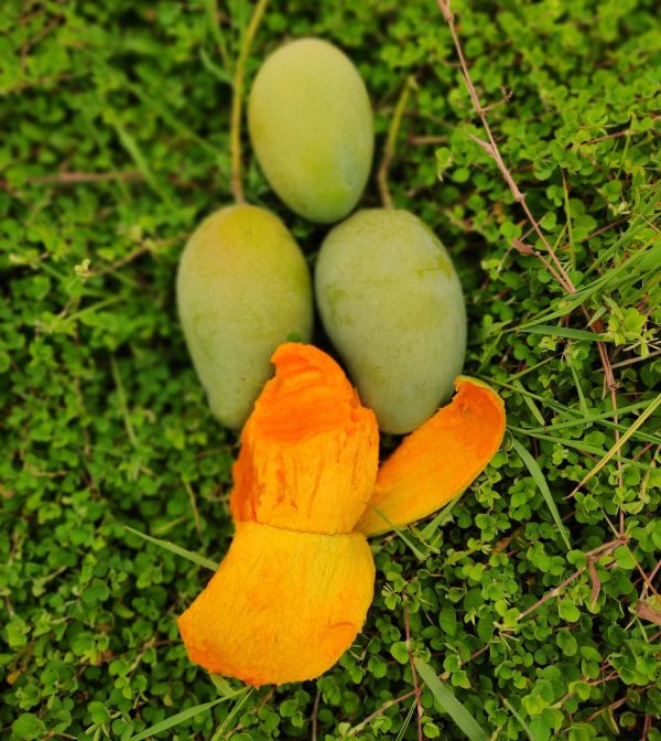 আম্রপালি আম - Image 4