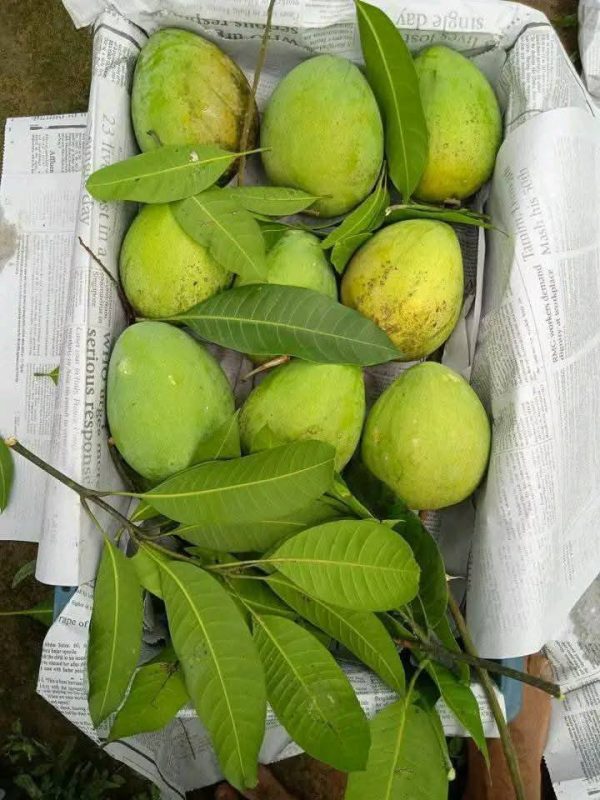 হাড়িভাঙ্গা আম - Image 3