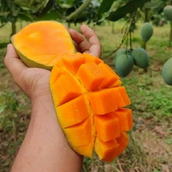 আম্রপালি আম