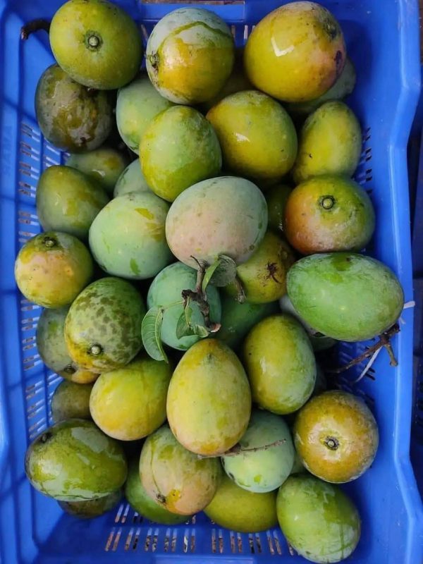 হাড়িভাঙ্গা আম - Image 2