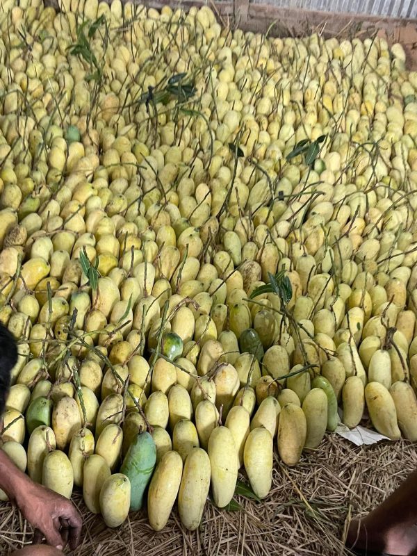 ব্যানানা আম - Image 2