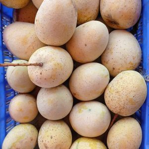 গৌড়মতি আম