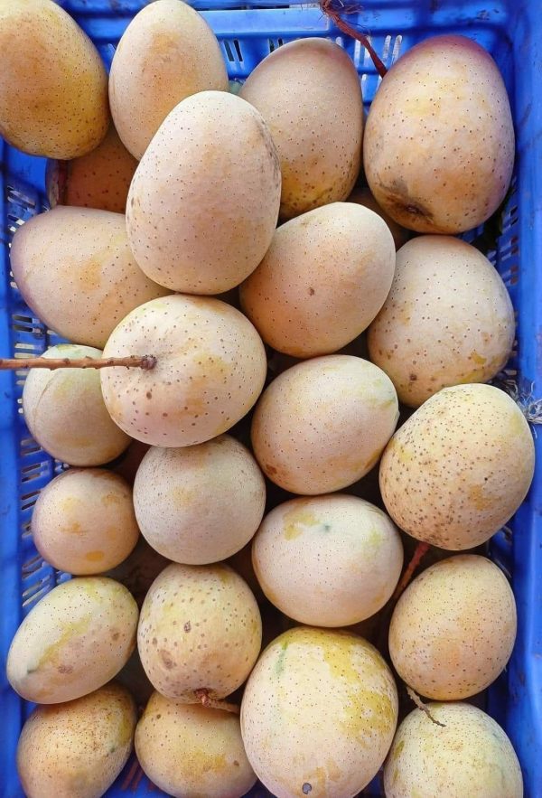 গৌড়মতি আম