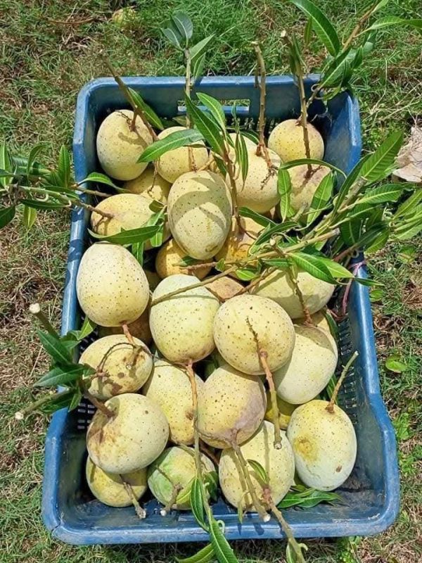 গৌড়মতি আম - Image 4
