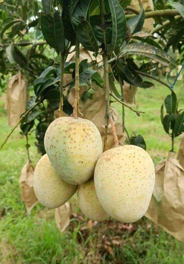 গৌড়মতি আম - Image 2